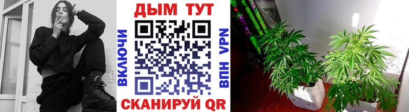 Купить где  Моздок  Шишки марихуана сатива 